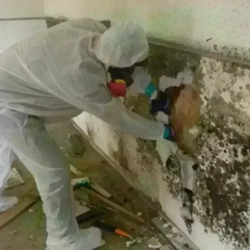 Mold Remediation and Removal in Saint Clair County, AL